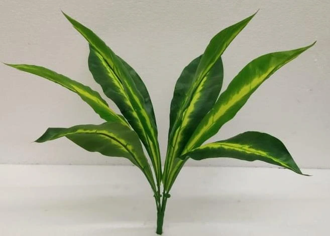 Betel Leaf Plant x3 Big